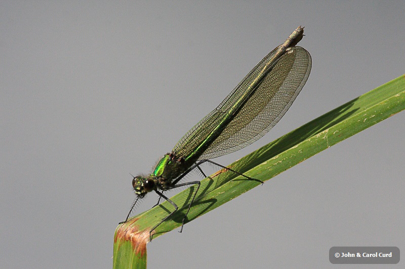 IMG_7279 Calopteryx splendens female.JPG